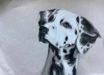 Dalmatian Study