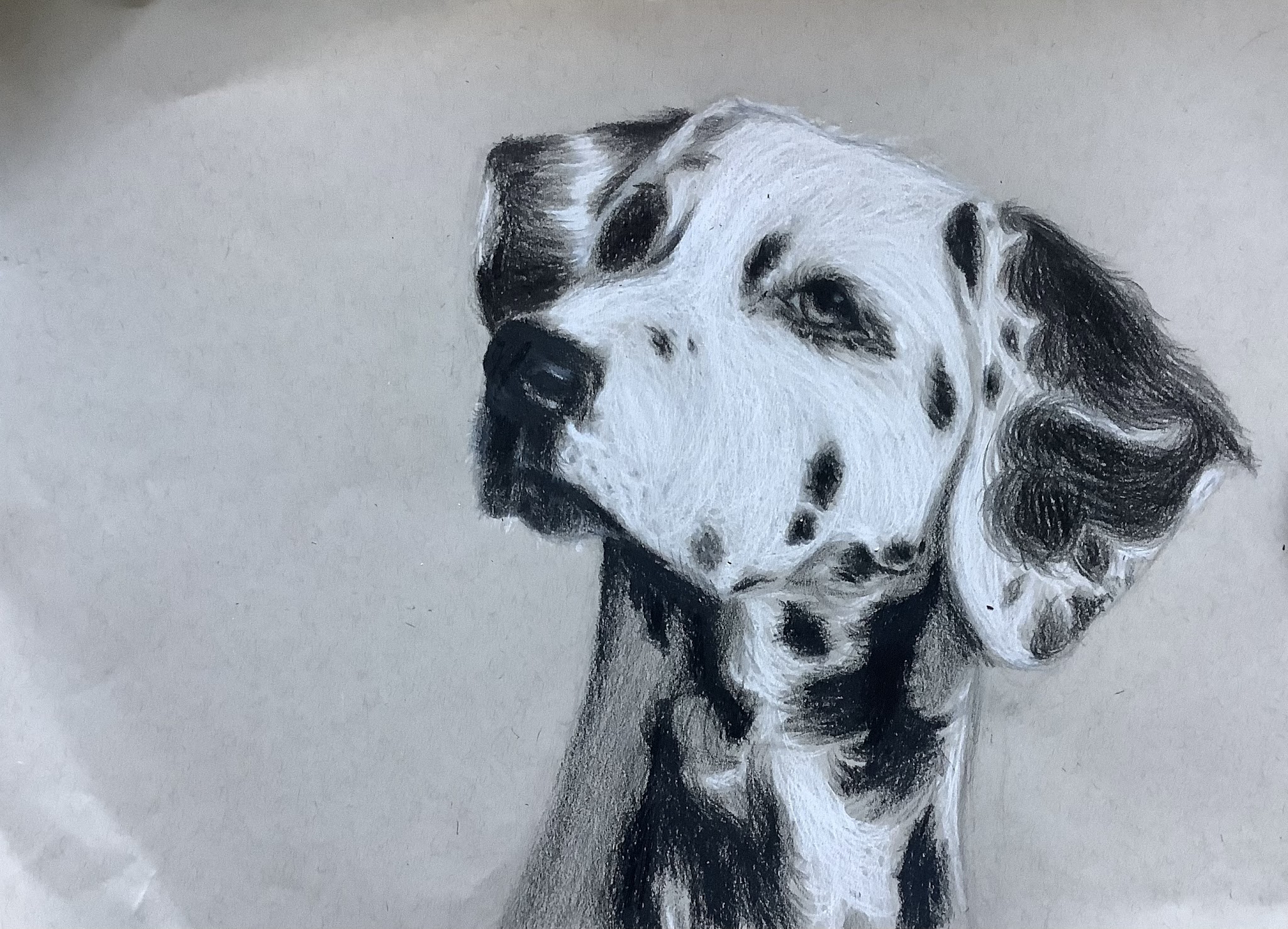 Dalmatian Study