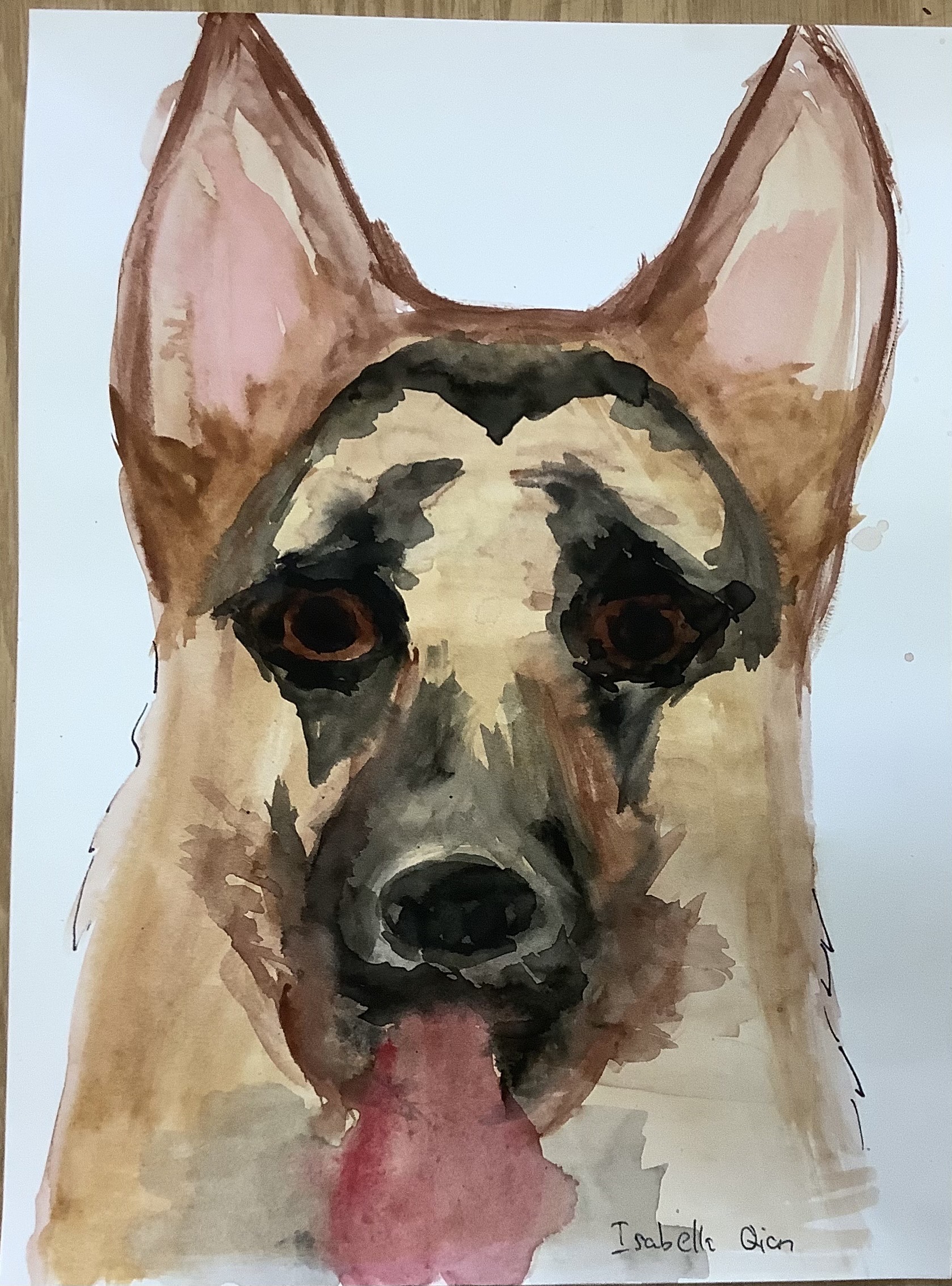 German Shepherd